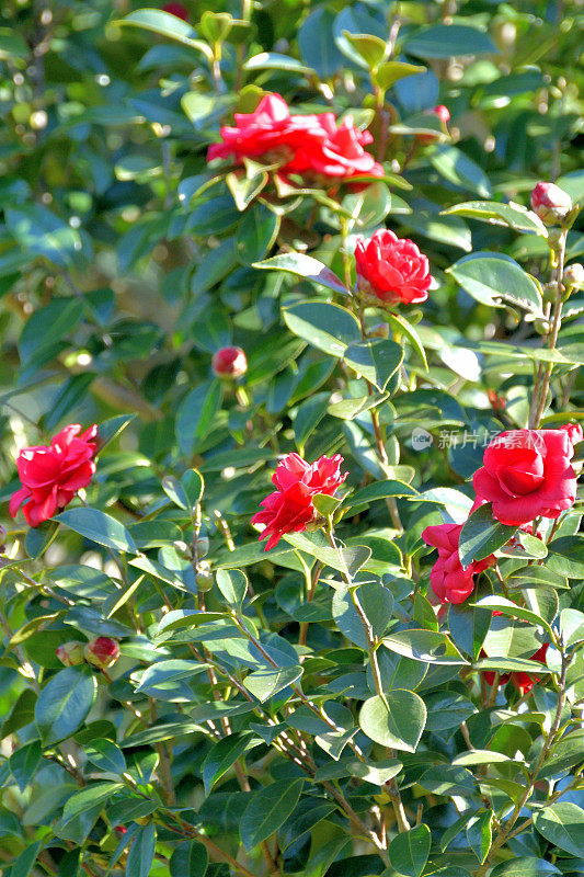 茶花/日本茶花